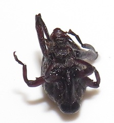 Conoderinae