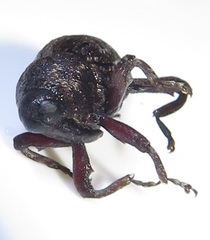 Conoderinae
