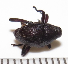 Conoderinae