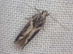 Telphusa sedulitella