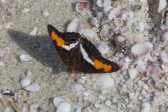 Adelpha plesaure