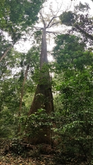 Calophyllum polyanthum