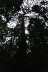 Calophyllum polyanthum