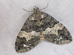 Hydriomena albifasciata