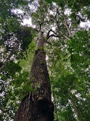 Calophyllum polyanthum