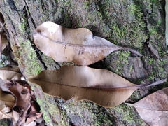 Calophyllum polyanthum