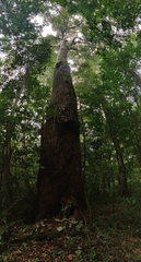 Calophyllum polyanthum