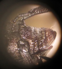 Conoderinae