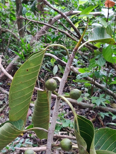 Ficus beddomei (Ficus beddomei)