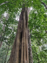 Ficus beddomei