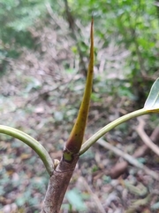 Ficus beddomei