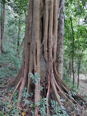 Ficus beddomei