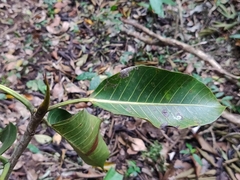 Ficus beddomei