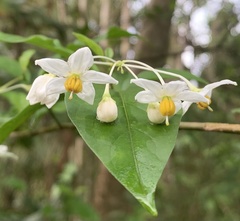 Solanum laxum