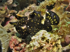 Antennarius maculatus