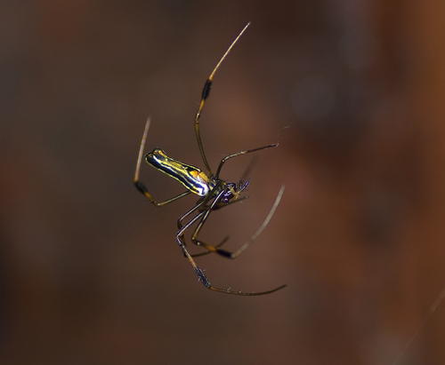 Giant Golden Orbweaver photo 5