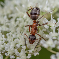 Formica rufibarbis