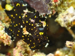 Antennarius maculatus