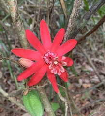 Passiflora glandulosa