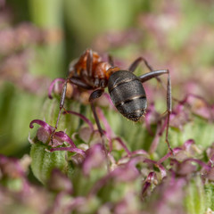Formica rufibarbis