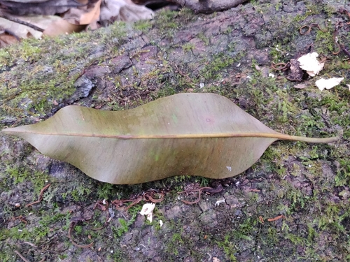 Image of Calophyllum polyanthum by (c) T R Shankar Raman, some rights reserved (CC BY)