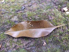 Calophyllum polyanthum