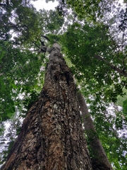 Calophyllum polyanthum