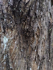 Calophyllum polyanthum