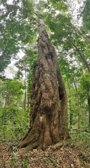 Calophyllum polyanthum