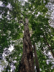 Calophyllum polyanthum