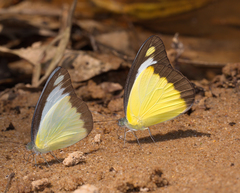 Appias lyncida eleonora