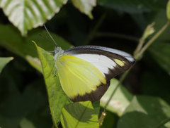 Appias lyncida eleonora