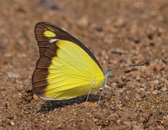 Appias lyncida eleonora