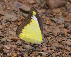 Appias lyncida eleonora