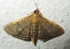 Omiodes indicata