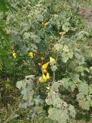 Solanum mammosum