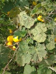 Solanum mammosum