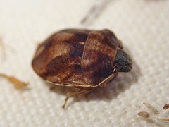 Homaemus aeneifrons