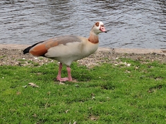 Alopochen aegyptiaca