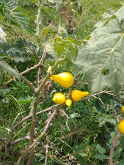 Solanum mammosum