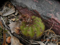 Parodia ottonis