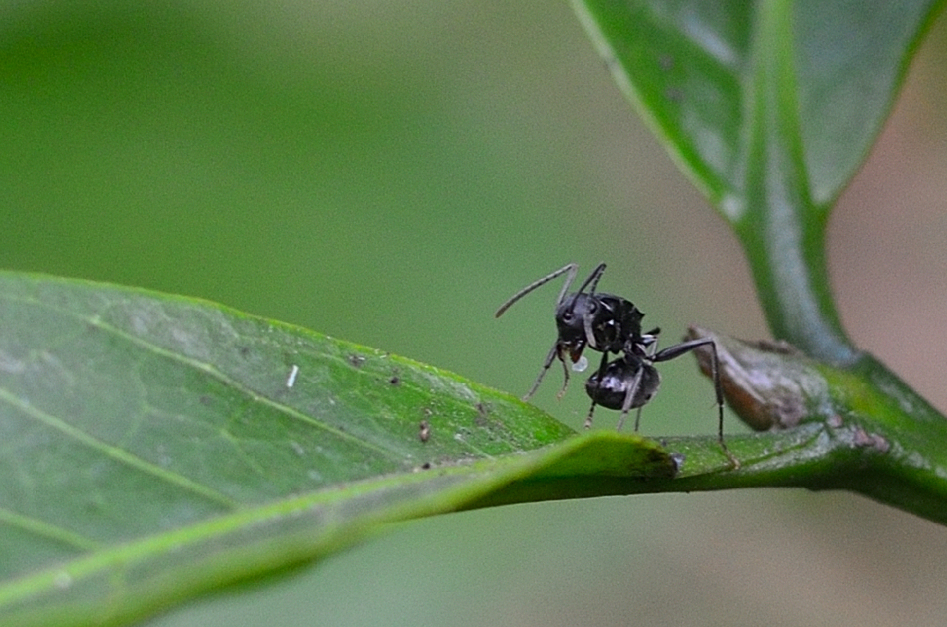 Polyrhachis exercita