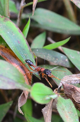 Harpegnathos saltator