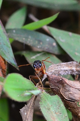 Harpegnathos saltator