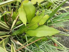 Epiphyllum oxypetalum