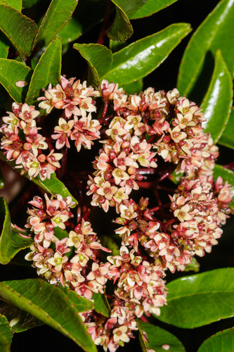Zanthoxylum brachyacanthum F.Muell.