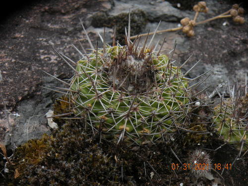 Parodia neoarechavaletae