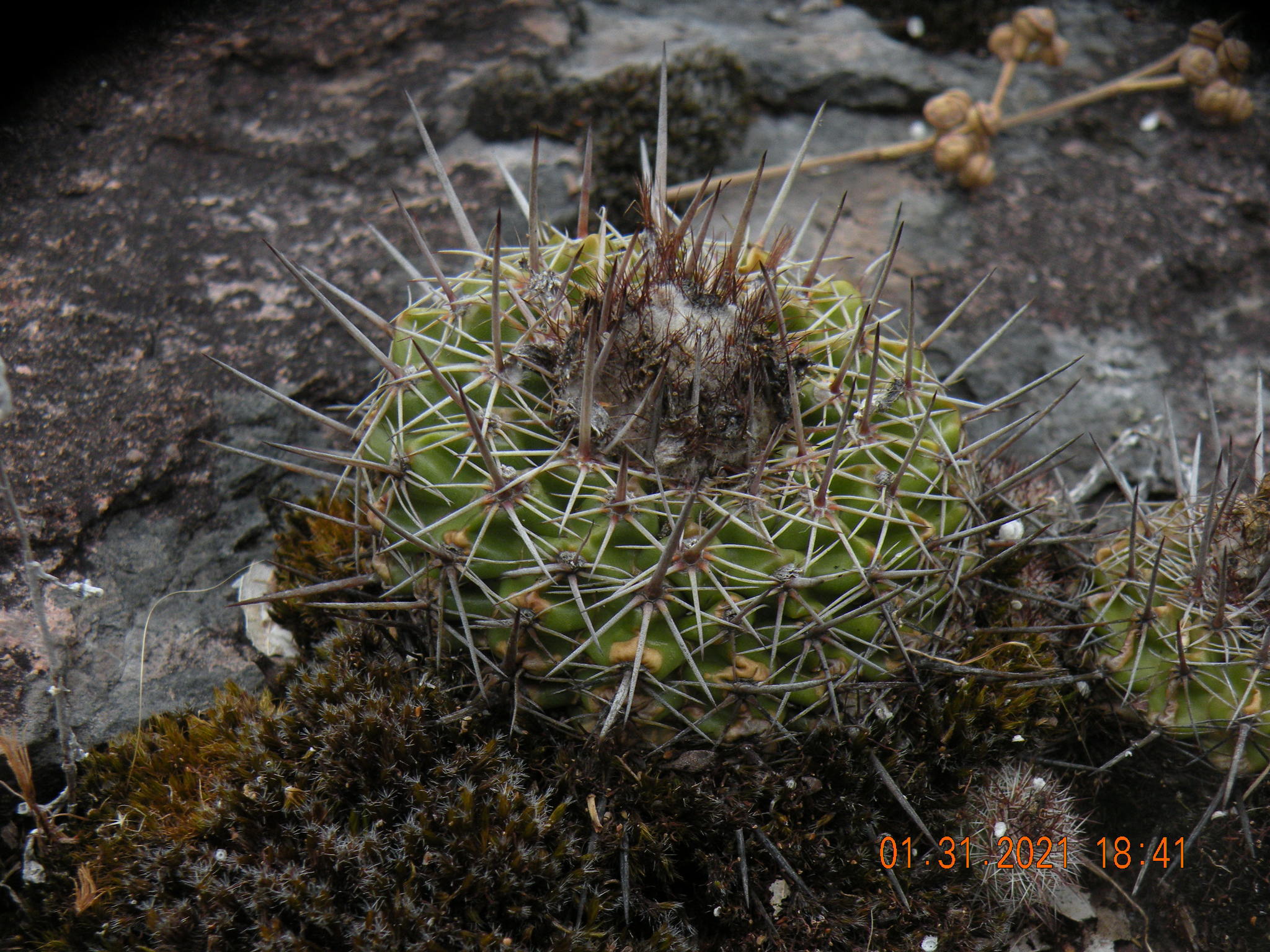 Parodia neoarechavaletae
