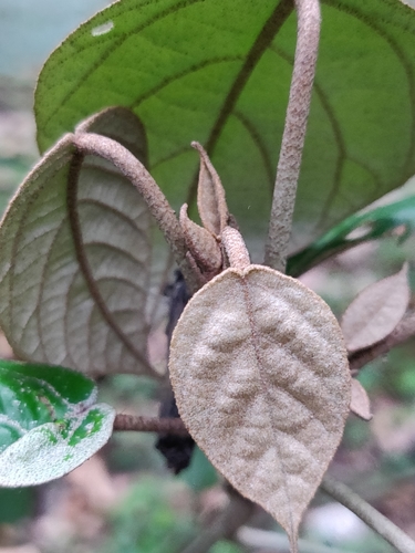 Croton malabaricus