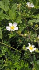 Drymocallis rupestris